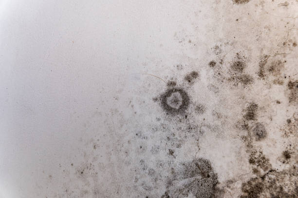 Best Preventive Mold Services in Port St Lucie, FL